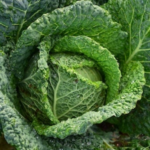 3 Types Of Nutrients In Cabbage That Can Benefit Labrador dogs Vitamin C 