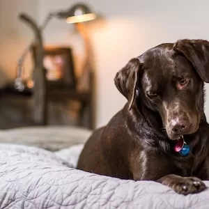 6 Facts About Yams For Your Labrador dog  