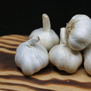 Alternatives To Garlic For Labrador Dogs 