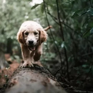 Are Cheez Its Toxic To Labrador dogs 