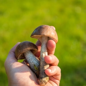 Are Garden Mushrooms Bad For My Labrador Dogs