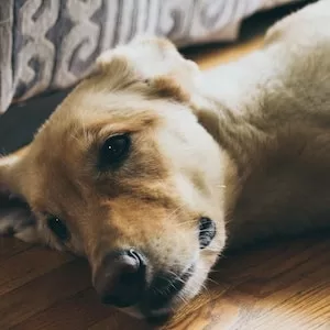 Are Hot Cheetos Dangerous For Labrador dogs 