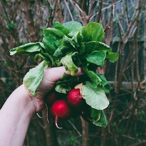 Are Radishes Good For Labrador dogs 