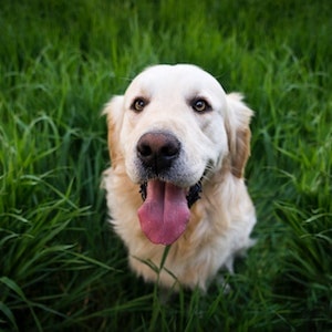 Are Raw Green Beans Good For Labrador dogs