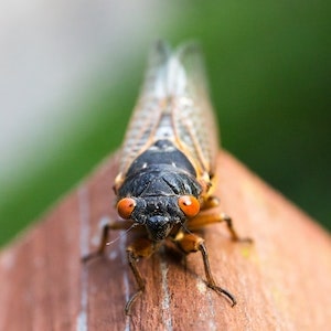 Brood X Is Coming What You Need To Know If Your Labrador dog Ate A Cicada 