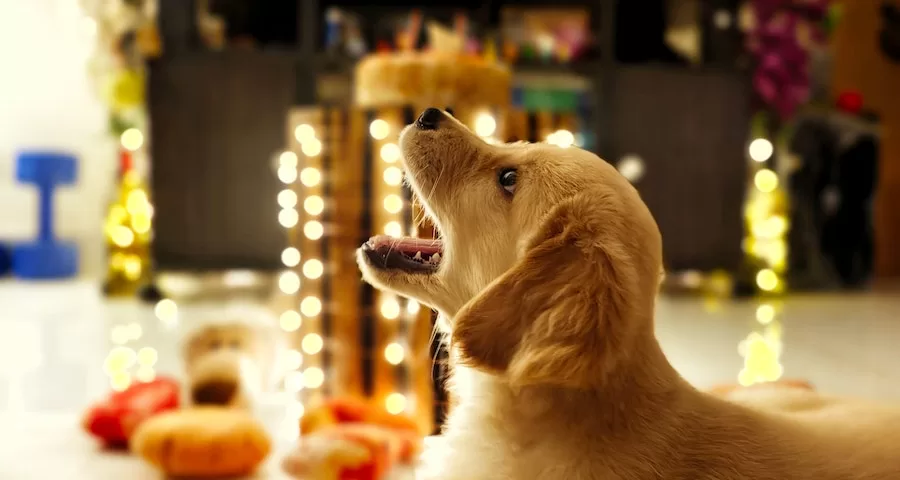 Can An Old Labrador Dog Eat Puppy Chow 