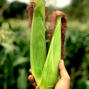 Can Corn Treat Any Problems In Labrador Dogs 