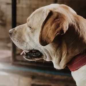 Can Hot Cheetos Make Labrador dogs Sick 