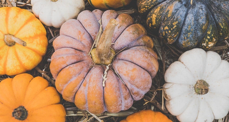 Can Labrador Dog Eat Pumpkin