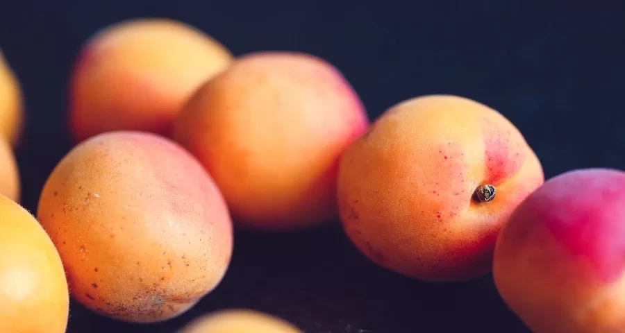 Can Labrador Dogs Eat Apricots 