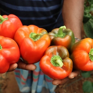 Can Labrador Dogs Eat Bell Peppers Cooked 