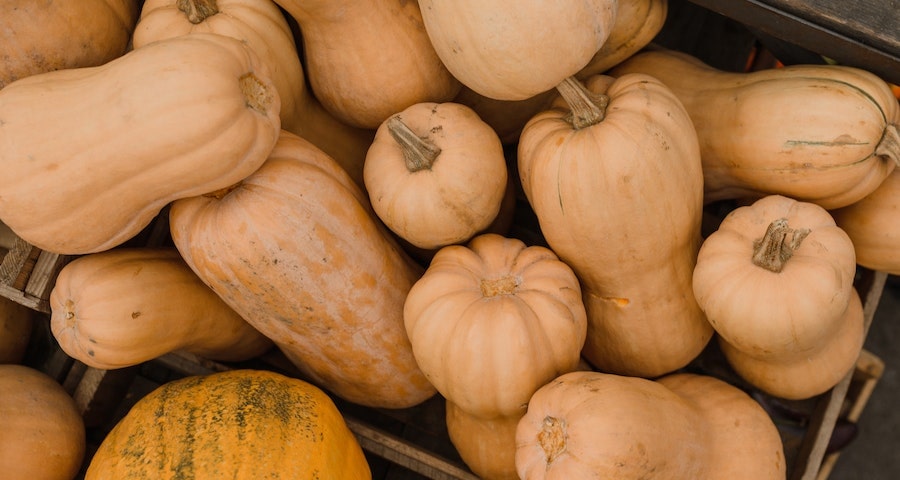 Can Labrador Dogs Eat Butternut Squash