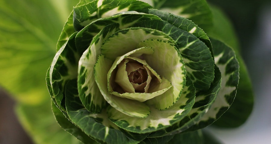 Can Labrador Dogs Eat Cabbage