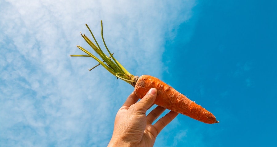 Can Labrador Dogs Eat Carrots