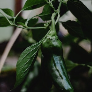 Can Labrador Dogs Eat Chilli 