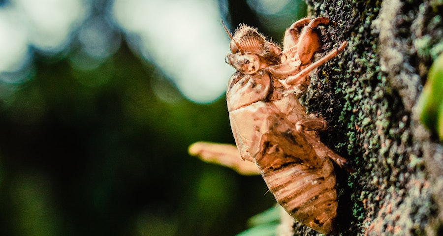 Can Labrador Dogs Eat Cicadas