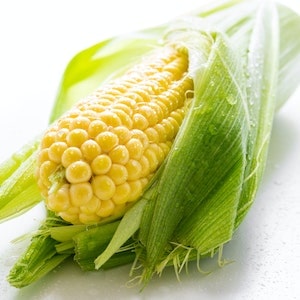 Can Labrador Dogs Eat Corn Off Your Plate 