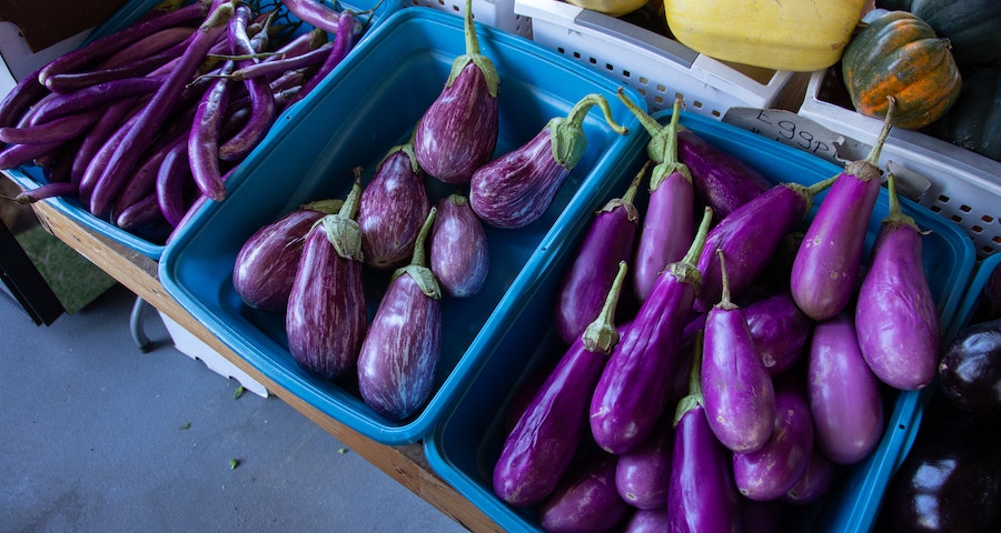 Can Labrador Dogs Eat Eggplant