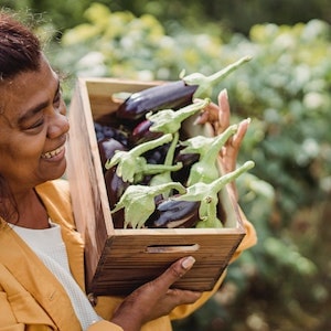 Can Labrador Dogs Eat Eggplant Seeds