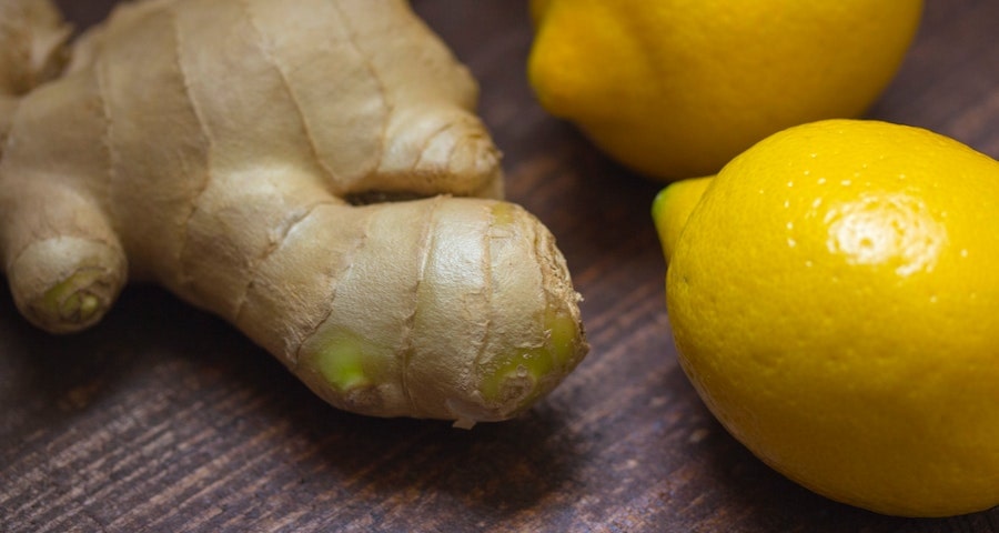 Can Labrador Dogs Eat Ginger