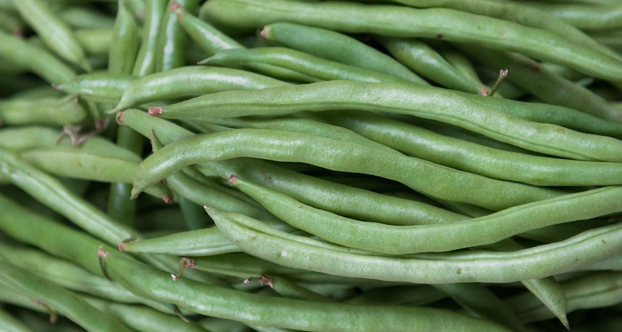 Can Labrador Dogs Eat Green Beans