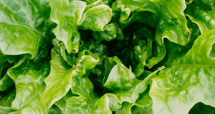 Can Labrador Dogs Eat Lettuce