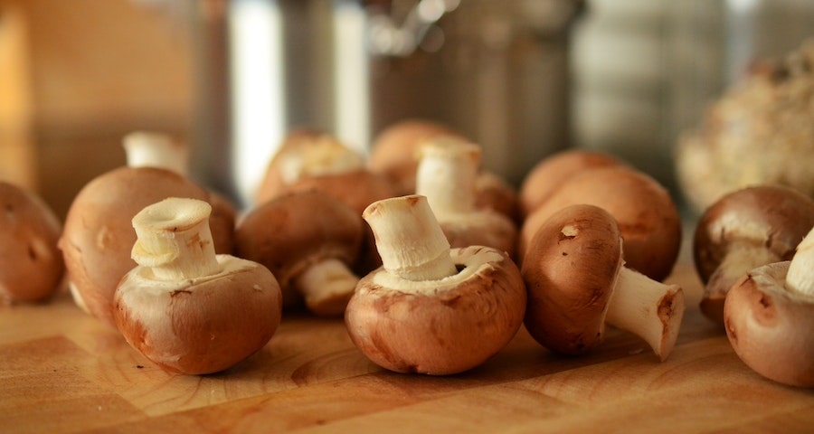 Can Labrador Dogs Eat Mushrooms