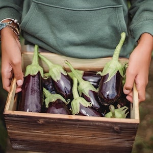 Can Labrador Dogs Eat Pickled Eggplant