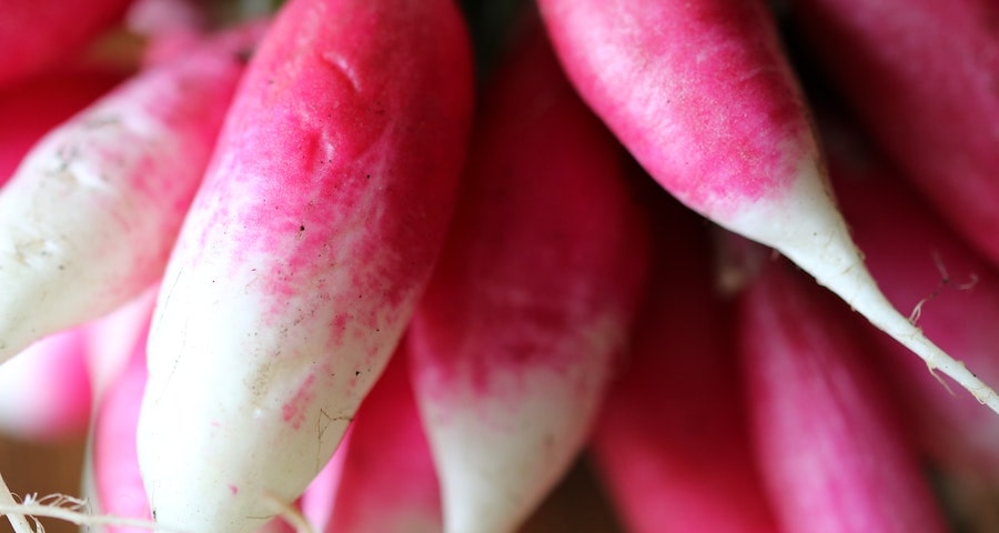 Can Labrador Dogs Eat Radish