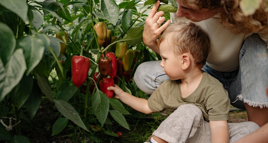 Can Labrador Dogs Eat Red Bell Peppers