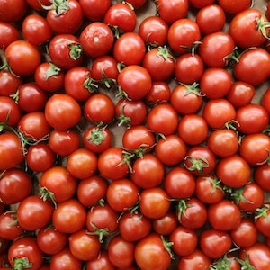 Can Labrador dogs Eat Cherry Tomatoes And Grape Tomatoes 