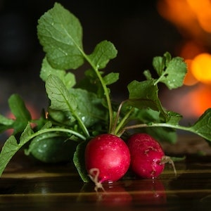 Can Labrador dogs Eat Fried Radish 