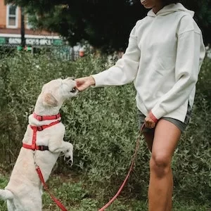 Can Labrador dogs Eat Korean Yams 