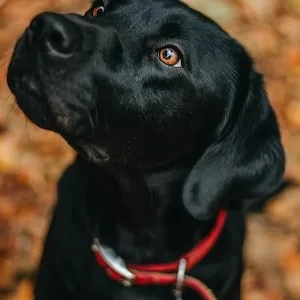 Can Labrador dogs Eat Organic Cheetos 