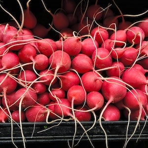 Can Labrador dogs Eat Purple Radish 