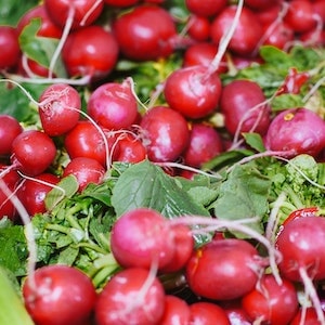 Can Labrador dogs Eat Raw Radishes 