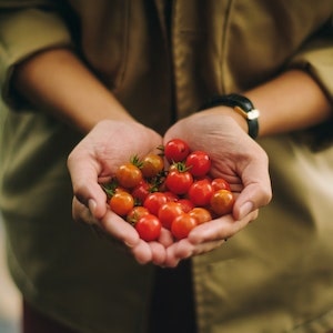 Can Labrador dogs Eat Ripe Cherry Tomatoes 