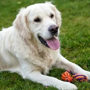 Can Labrador dogs Eat White Yams 