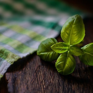 Can Labrador dogs Have Thai Basil