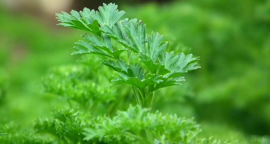 Can My Labrador Dog Eat Parsley