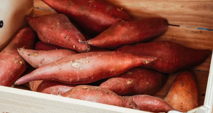 Can My Labrador dog Eat Sweet Potatoes 