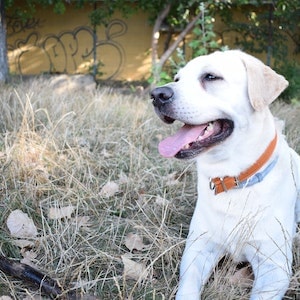 Can Sick Labrador dogs Eat Bean Sprouts