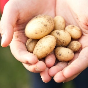 Do Mashed Potatoes Actually Help Labrador Dogs With Diarrhea