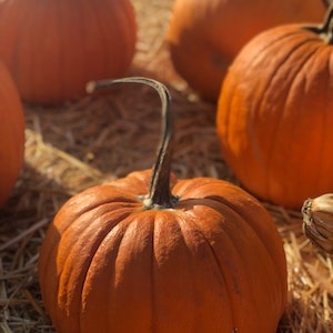 Feeding Pumpkin Treats To Your Labrador Dogs 