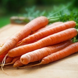 Health Benefits Of Carrots For Labrador dogs