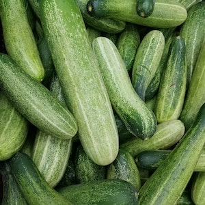 Health Benefits Of Cucumbers For Labrador dogs 