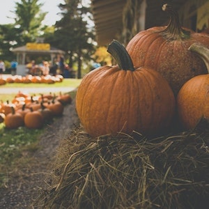 Health Benefits Of Pumpkins For Labrador dogs 