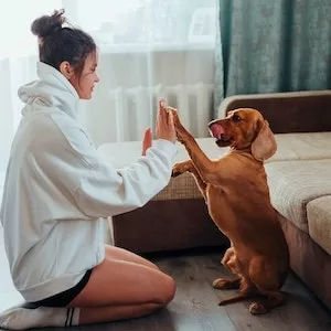 How Many Cheetos Can My Labrador dog Eat    