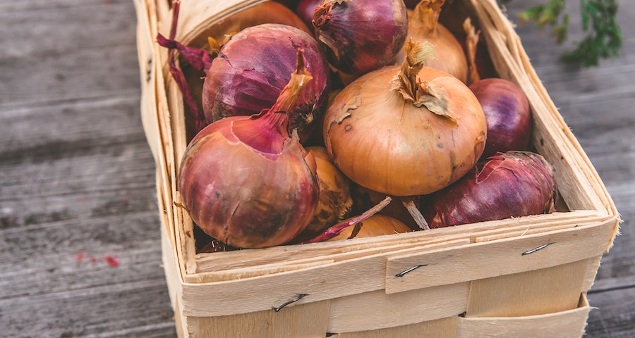 How Much Onion Can A Labrador Dogs Eat