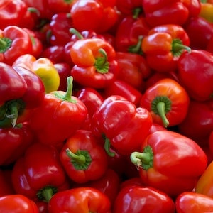 How Should You Prepare Red Bell Peppers For Labrador Dogs 